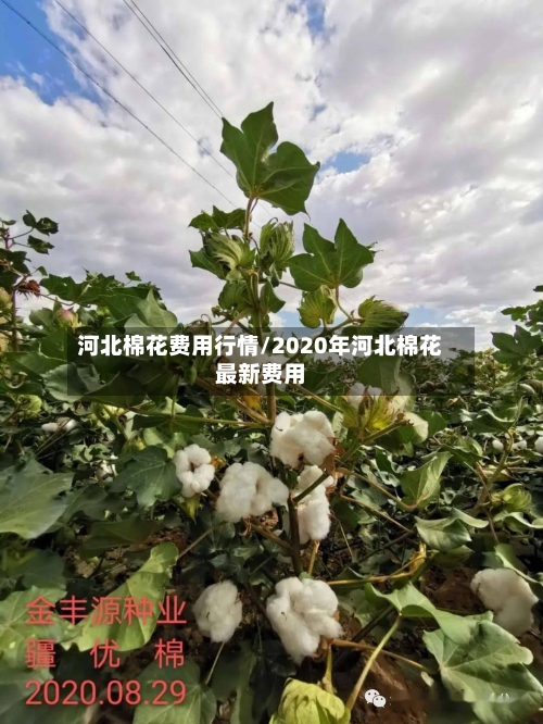 河北棉花费用行情/2020年河北棉花最新费用-第2张图片