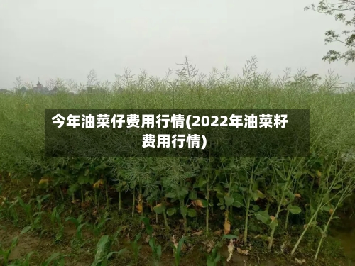 今年油菜仔费用行情(2022年油菜籽费用行情)